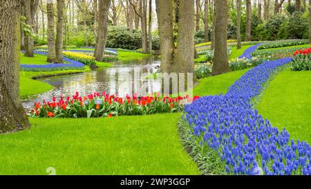 The perfect lawn in a forest park. Artificial river of hyacinth flowers in Keukenhof garden in spring time. Beautiful landscape design ideas with pond Stock Photo