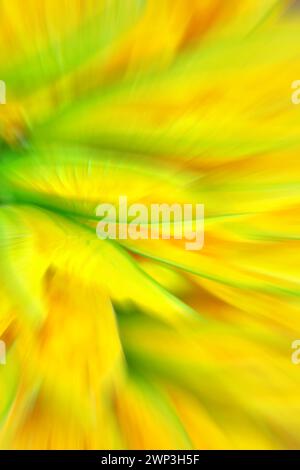 Blurred photo of green and yellow flowers, abstract colorful background or wallpaper. Stock Photo