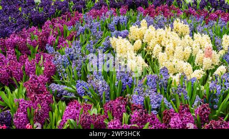 Round flower bed ideas. Hyacinths in the garden close-up top view. Multicolored hyacinths for flowerbed in spring garden. Flower bed design with conce Stock Photo