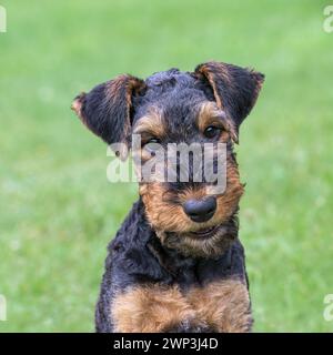 Airedale Terrier puppy, 10 weeks old, black saddle with tan markings, head portrait of a friendly looking dog, Germany Stock Photo