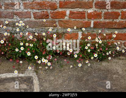 Closeup of the white and pink flowers of the low growing garden plant erigeron karvinskianus. Stock Photo