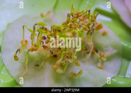 Seed sprouts of hot ornamental pepper close-up. Stock Photo