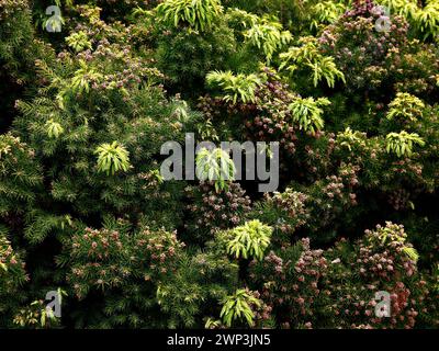 Closeup of the yellow spring foliage of the evergreen garden conifer Cryptomeria japonica mankichi sugi. Stock Photo