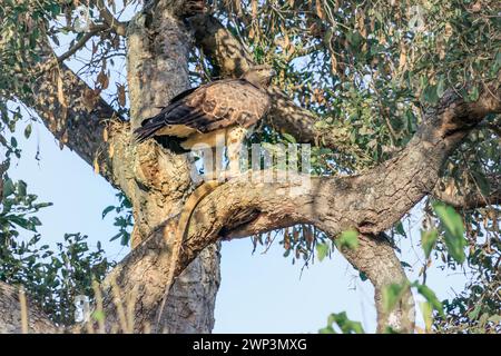 Martial eagle (Polemaetus bellicosus) eating a Common Water Monitor Lizzard (Varanus salvator) Kruger National Park, South Africa Stock Photo