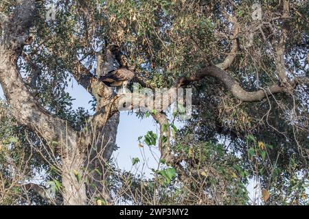 Martial eagle (Polemaetus bellicosus) eating a Common Water Monitor Lizzard (Varanus salvator) Kruger National Park, South Africa Stock Photo