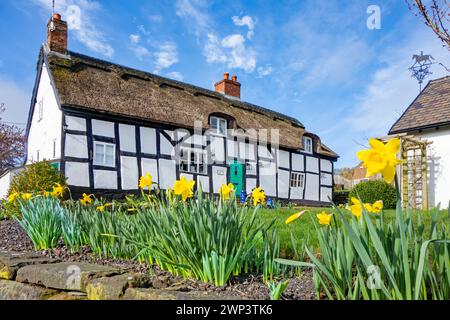 Quintessential idyllic picturesque black and white half timbered thatched country cottage  in the rural Cheshire village Eaton by Tarporley Daffodils Stock Photo