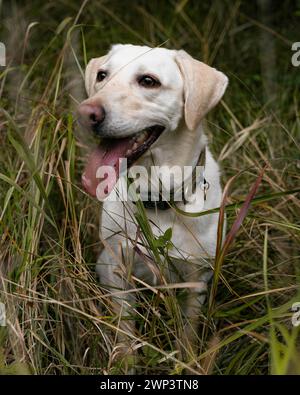 A Yellow Labrador Retriever Working Dog Stock Photo