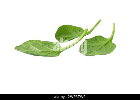 Heap of green spinach leaves isolated on white. Leafy vegetables. Healthy eating and vegetarian diet. Spinacia oleracea plant. Stock Photo