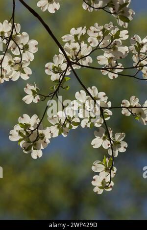 Dogwood Blooms In Spring Stock Photo Alamy