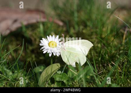 Brimstone (Gonepteryx rhamni), female, butterfly, insect, daisy, A lemon butterfly sits on a daisy Stock Photo