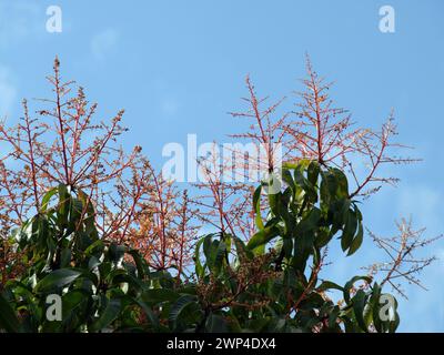 Flowers of mango tree in spring. Tropical South Florida fruits farm. Stock Photo