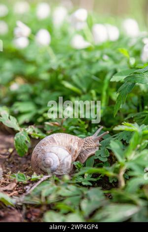 Roman snail (Helix pomatia) crawling on the ground among green leaves in spring Stock Photo