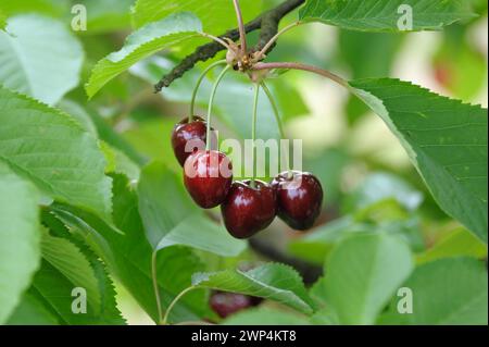 Sweet cherry (Prunus avium 'Mona Cherry'), Bundessortenamt Pruefstelle Marquardt, Brandenburg, Germany Stock Photo