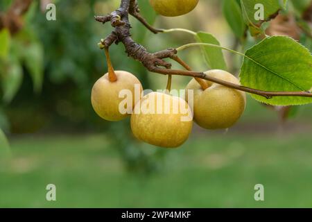 Nashi pear (Pyrus pyrifolia 'Shinseiki'), LVG Erfurt, Erfurt, Thuringia, Germany Stock Photo