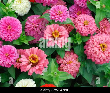 Zinnia elegans 'Dreamland Mix' Stock Photo