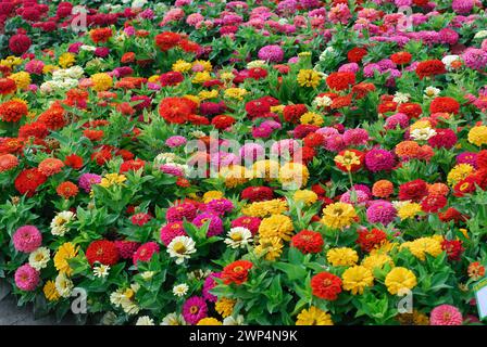 Zinnia elegans 'Dreamland Mix' Stock Photo