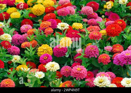 Zinnia elegans 'Dreamland Mix' Stock Photo