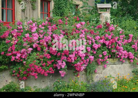 Rambler rose (Rosa 'Super Excelsa'), Groebern, 81 Stock Photo