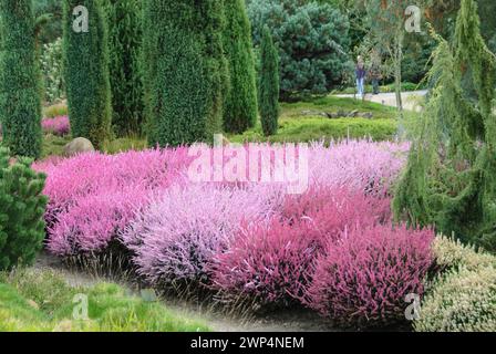 Heather garden, common heather (Calluna vulgaris), columnar juniper (Juniperus communis 'Suecica'), Park der Gaerten, Lower Saxony, Germany Stock Photo