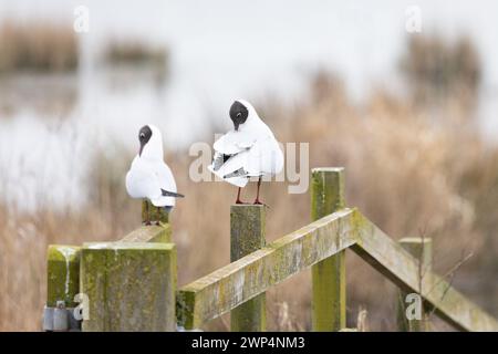 Two black headed gulls (chroicocephalus ridibundus) preen whilst perched on a wooden fence at a wetland habitat in Yorkshire, UK in Spring Stock Photo