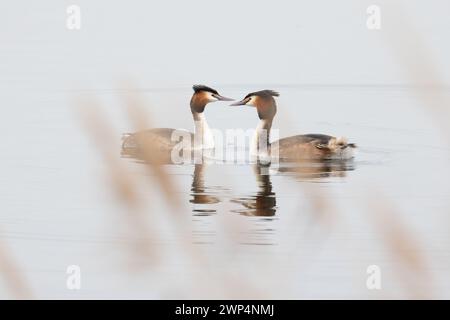 A pair of Great Crested Grebes (Podiceps cristatus) display courtship behaviour. Photographed through the reeds in Yorkshire, UK in Spring Stock Photo