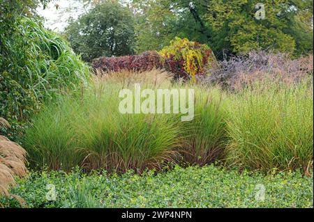 Grass garden, Chinese reed (Miscanthus sinensis 'Gracillimus'), porcupine grass (Miscanthus sinensis 'Strictus'), giant Chinese reed (Miscanthus x Stock Photo