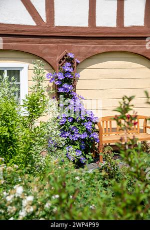 Clematis 'The President', Anchers Havecenter, Ebersbach, Saxony, Germany Stock Photo