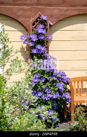 Clematis 'The President', Anchers Havecenter, Ebersbach, Saxony, Germany Stock Photo