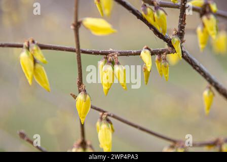 Hanging Goldbell (Forsythia suspensa), Anchers Havecenter, Dresden, Saxony, Germany Stock Photo