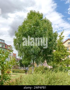 Narrow-leaved ash (Fraxinus angustifolia 'Raywood'), Anchers Havecenter, Bautzen, Saxony, Germany Stock Photo