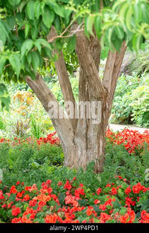 Seven sons tree (Heptacodium miconioides). Called Seven son flower also ...
