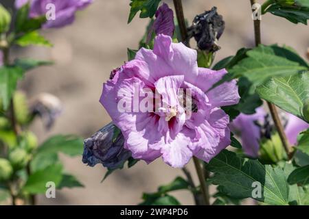 Garden marshmallow (Hibiscus syriacus 'Ardens'), Anchers Havecenter, Ellerhoop-Thiensen, Schleswig-Holstein, Germany Stock Photo