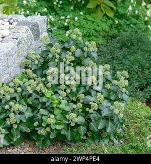 Shrub ivy (Hedera helix 'Arbori Compact'), Anchers Havecenter, Laussnitz, Saxony, Germany Stock Photo