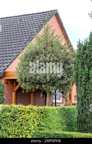 Holly (Ilex aquifolium 'Argentea Marginata'), Anchers Havecenter, Westerstede, Lower Saxony, Germany Stock Photo