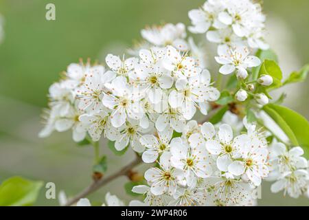 Stonecrop (Prunus mahaleb), Anchers Havecenter, Muehlberg, Brandenburg, Germany Stock Photo