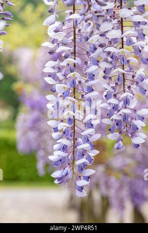 Chinese blue rain (Wisteria sinensis 'Texas Purple'), Anchers Havecenter, Pillnitz, Saxony, Germany Stock Photo