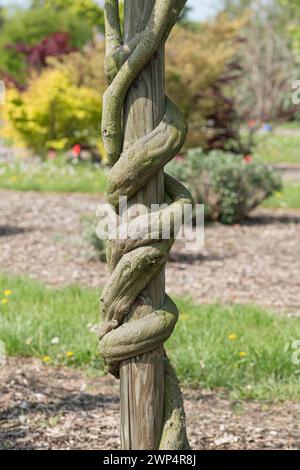 Chinese blue rain (Wisteria sinensis 'Texas Purple'), Anchers Havecenter, Pillnitz, Saxony, Germany Stock Photo