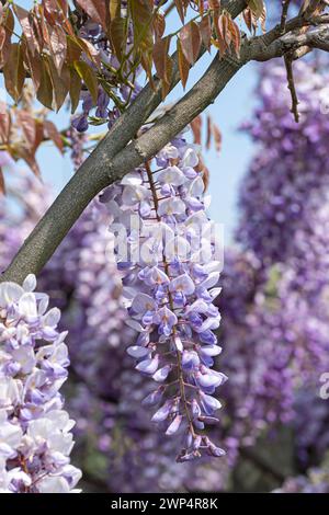 Chinese blue rain (Wisteria sinensis 'Texas Purple'), Anchers Havecenter, Pillnitz, Saxony, Germany Stock Photo