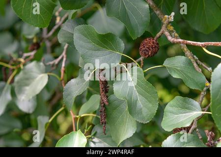 Italian alder (Alnus cordata), Hohenheim Gardens, Germany Stock Photo