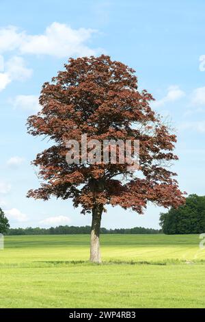 Norway maple (Acer platanoides 'Schwedleri'), Germany Stock Photo