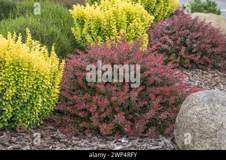 Red dwarf barberry (Berberis thunbergii 'Atropurpurea Nana'), Germany Stock Photo