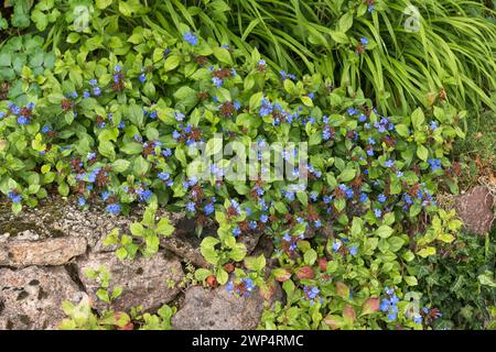 Leadwort (Ceratostigma plumbaginoides), treetop path, Germany Stock Photo