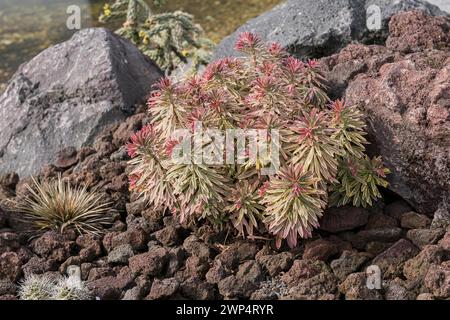 Spurge (Euphorbia 'Ascot Rainbow'), Findlingspark, Germany Stock Photo