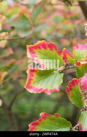 Spring witch hazel (Hamamelis vernalis), Spaeth Arboretum, Germany Stock Photo