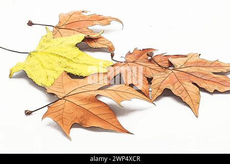 autumn leaves on white background Stock Photo