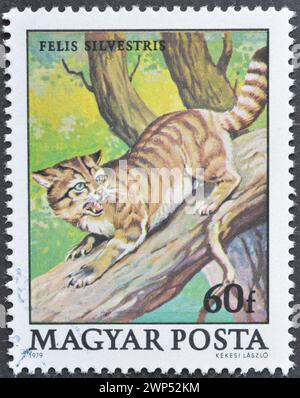 Cancelled postage stamp printed by Hungary, that shows Wildcat (Felis silvestris), circa 1979. Stock Photo