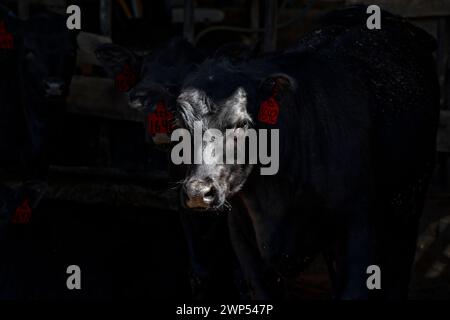 Beef Cow Peeking from the shadows Stock Photo