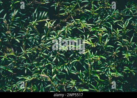 Full frame gardening background of a neatly trimmed garden hedge with copy space Stock Photo