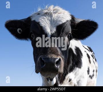 Portrait of a Young Holstein Hybrid Stock Photo