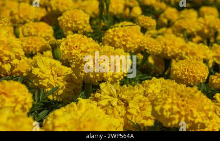 Yellow Marigolds flower (Tagetes erecta, Mexican marigold, Aztec marigold, African marigold) background. Yellow Marigold flowers close-up colorful bac Stock Photo